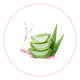 Aloevera