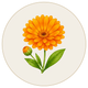 Calendula