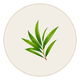 Tea Leaves
